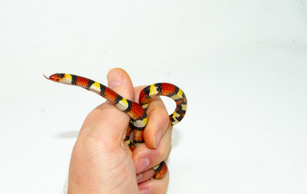 Scarlet Kingsnake